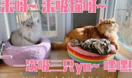 小猫短视频,小猫短视频里的欢乐时光